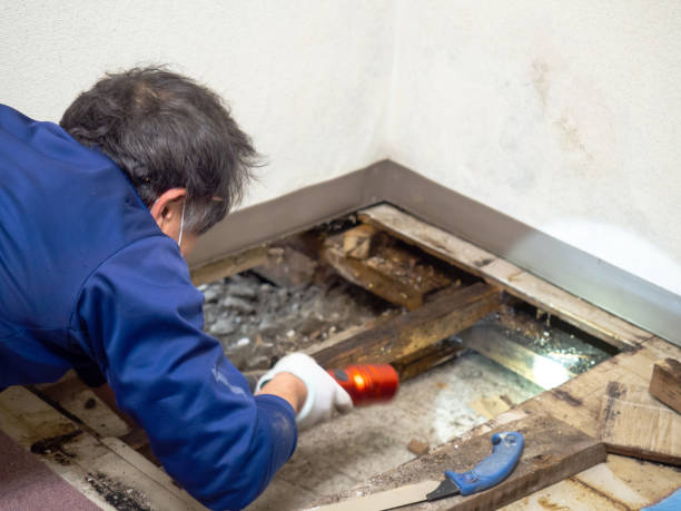 Best Home Mold Removal  in Mitchell, NE