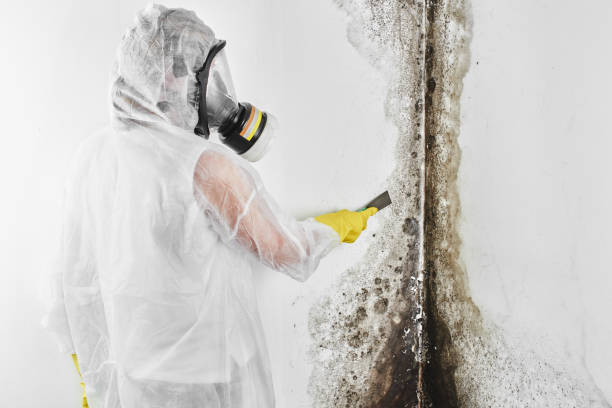 Best Affordable Mold Removal  in Mitchell, NE