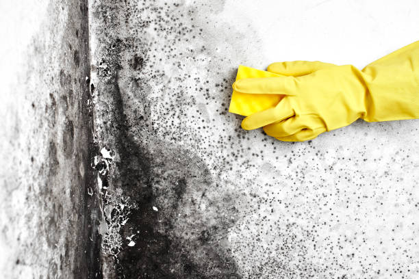 Best Mold Remediation  in Mitchell, NE