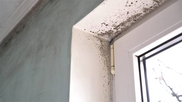Best Emergency Mold Removal  in Mitchell, NE