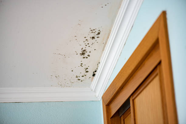 Best Fast Mold Removal  in Mitchell, NE