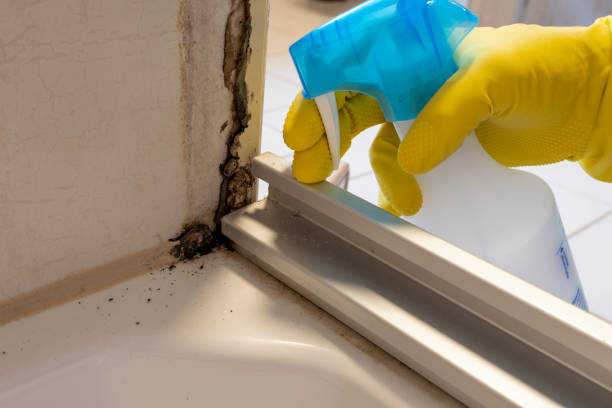 Best Best Mold Removal Companies  in Mitchell, NE
