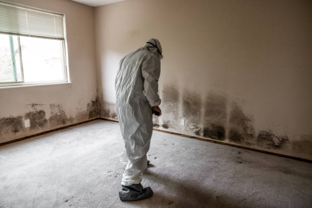 Best Black Mold Removal  in Mitchell, NE