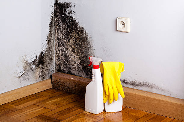 Best Office Mold Removal Services  in Mitchell, NE