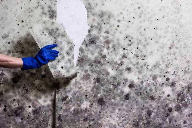 Best Mold Damage Repair  in Mitchell, NE