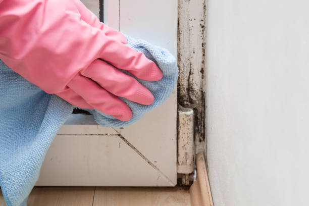 Best Affordable Mold Removal  in Mitchell, NE