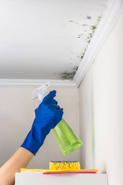 Office Mold Removal Services in Mitchell, NE