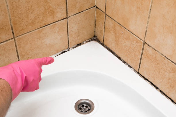 Best Same-Day Mold Removal  in Mitchell, NE
