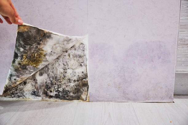 Best Residential Mold Removal  in Mitchell, NE